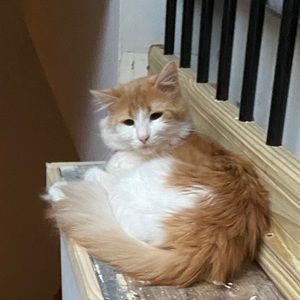 Meet your Posher, Casey